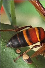 �§����Y���m�ܪ��}�������ά���