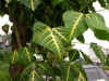 ym004.jpg (29394 Ӧ줸)