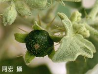 有毒的野花