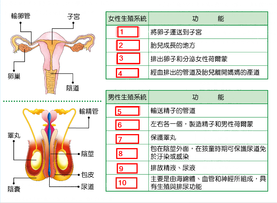 性器官1.png